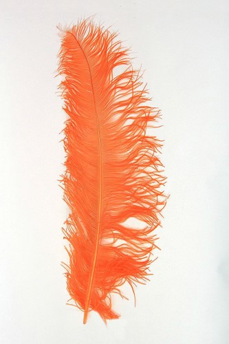 Struisvogelveren 50-60cm Oranje